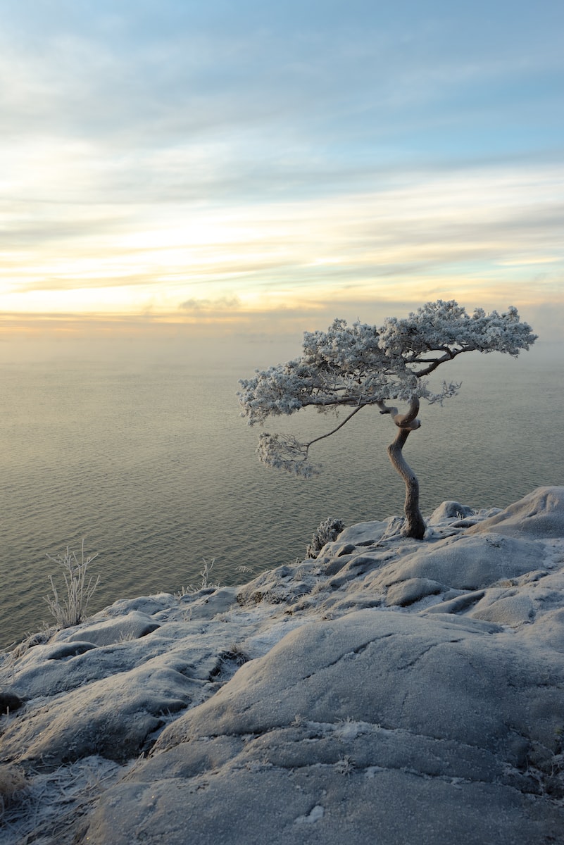 TREE ON A HILL